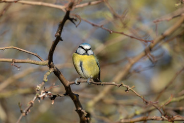 Blue Tit