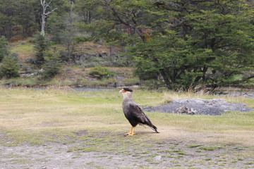 Ave Patagonia 