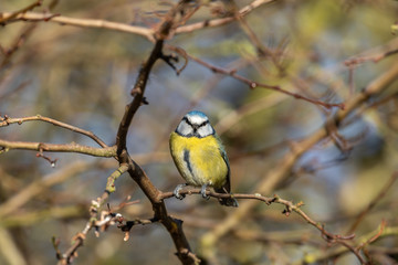 Blue Tit