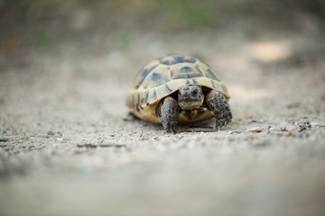 Testudo graeca. The wild nature of Bulgaria. Free nature. A beautiful picture of nature. Rhodopes. Turtle. Mountains in Bulgaria. European wildlife. Madzarovo. River Arda. Bulgaria.