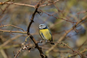 Blue Tit