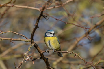Blue Tit
