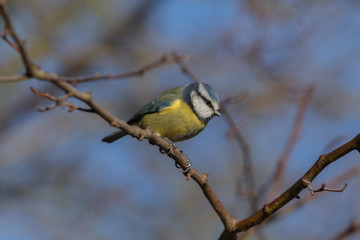 Blue Tit