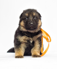 little puppy on a white background