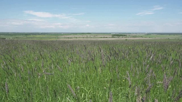 The strong wind inclines Timothy-grass Phleum pratense in field to summer sunny day
