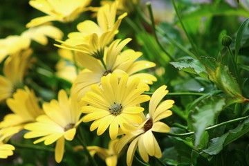 Yellow FLowers