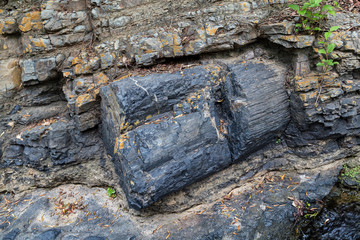 Fossilized trunks