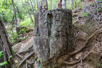 Fossilized trunks