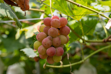Grape tree and fruit, on the branch, Beginning ripe