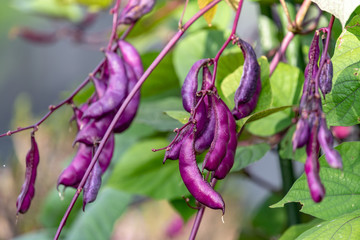 Hyacinth bean fruit, on the branch