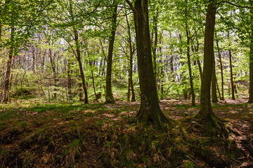 Panoramic view of a forest in its spring appearance.