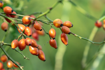 rose hips on a branch