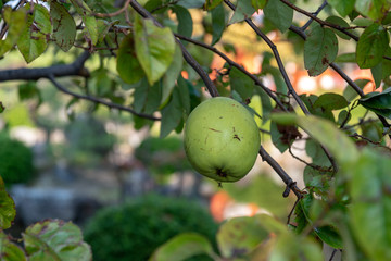 Fruit of chinese quince, on the branch