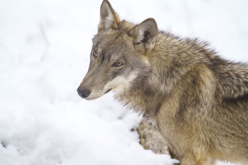 parco nazionale d'abruzzo