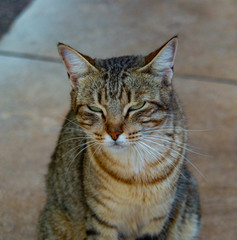 Close up of Cats eye green and reflecting catching light 