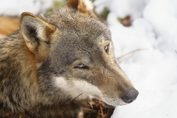 parco nazionale d'abruzzo