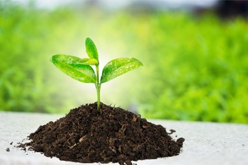 A newly planted plant