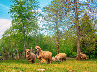 A flock of sheep, lambs and rams on a farm feeding