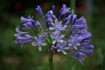 Agapanthe bleu au printemps