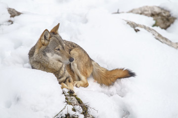 parco nazionale d'abruzzo