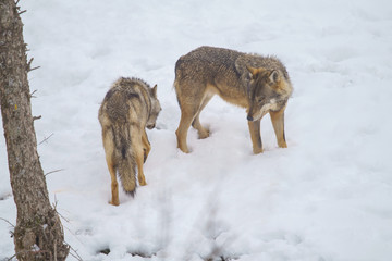 parco nazionale d'abruzzo
