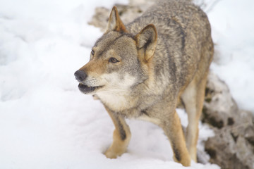 parco nazionale d'abruzzo