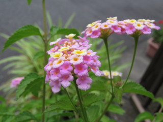 Fototapeta premium 初夏の花