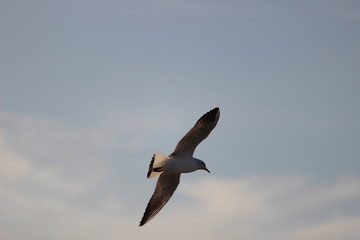 Möwe am Strand