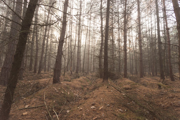 Fototapeta premium Jesienny las