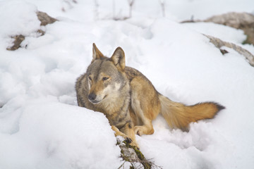 parco nazionale d'abruzzo