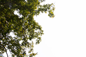 treetop isolated on white background