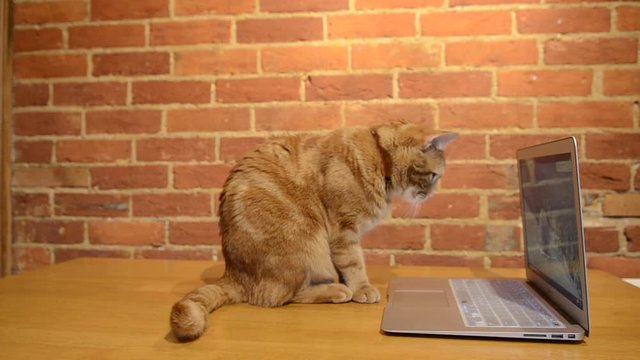 A ginger cat interacting with a laptop