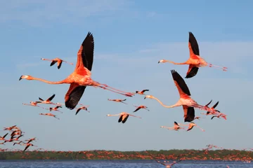 Fototapeten A flock of flying flamingos in Celestun © Радик Халитов