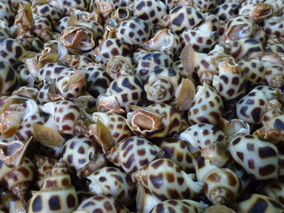 Seafood Market