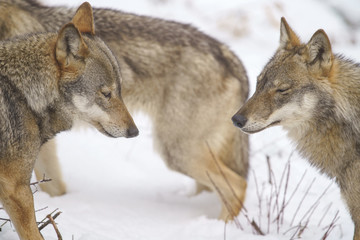 parco nazionale d'abruzzo