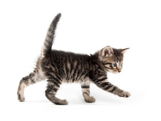 Obraz premium Śliczny pręgowany kotek z łapą do góry