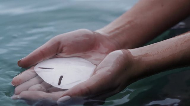 close up woman hands holding seashell taking shell out of ocean water