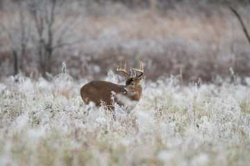 White-tailed deer buck in frost covered field