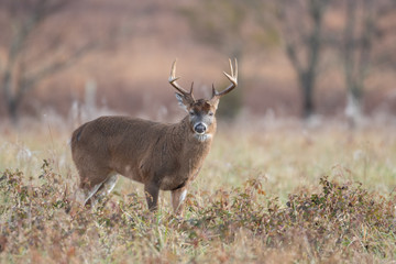 White-tailed deer buck in open meadow