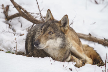 parco nazionale d'abruzzo
