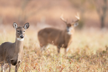 White-tailed doe and buck