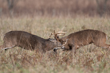 Two white-tailed deer bucks sparring