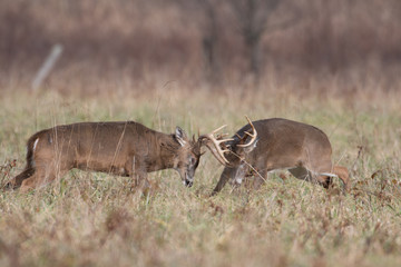 Two white-tailed deer bucks sparring
