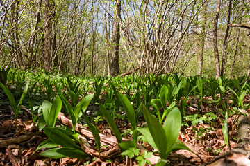 Panoramic view of a forest in its spring appearance. In the foreground of the leaves of lily of the valley