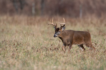 White-tailed deer buck in open meadow