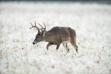 White-tailed deer buck in frost covered field