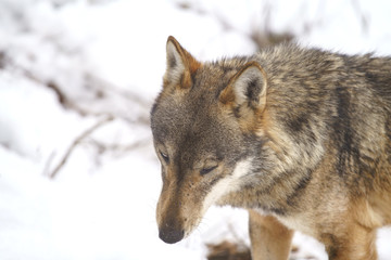 parco nazionale d'abruzzo