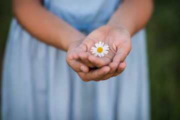 close up of girls hangs holding bellis flower © Lumistudio