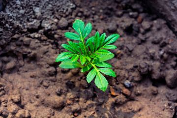 Young Seedling Marigold Plant, High-Angle View And Selective Focus On Leaves.