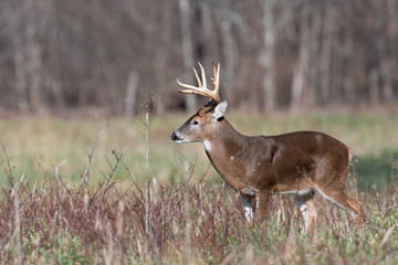 Large white-tailed deer buck in meadow
